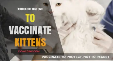 Purrfect Timing: Optimal Vaccination Schedule for Your Kitten's Health