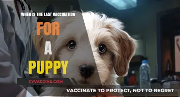 Complete Puppy Vaccination Schedule: When Is the Final Shot Due?