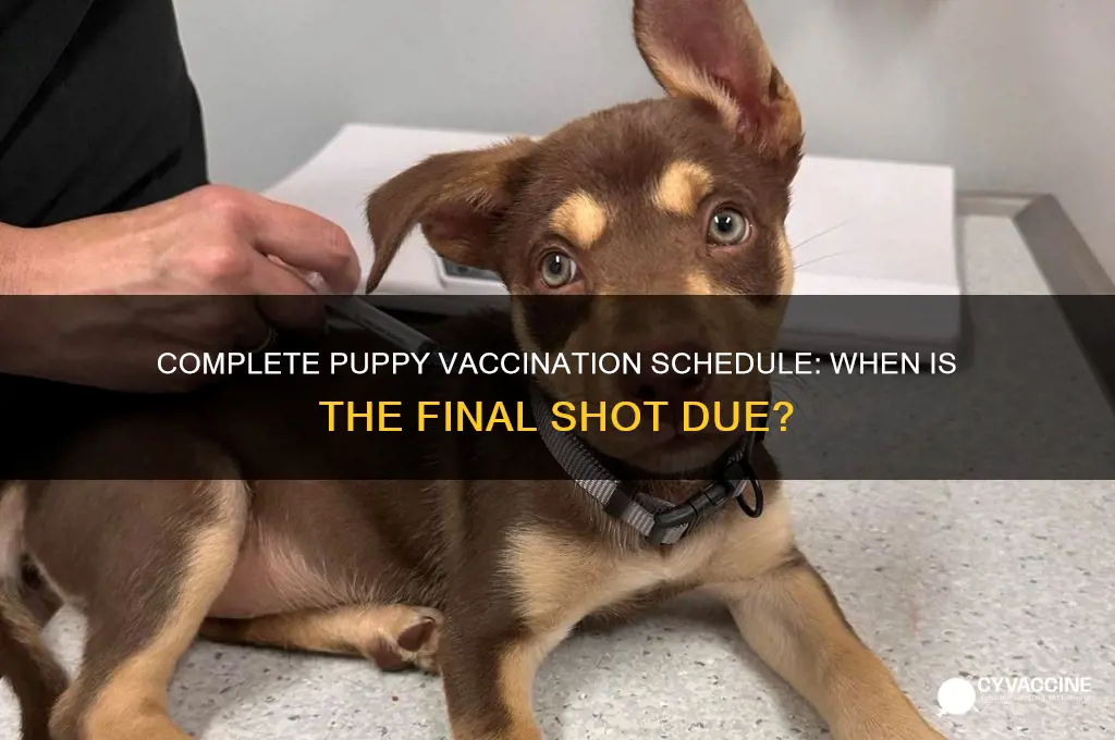 when is the last vaccination for a puppy