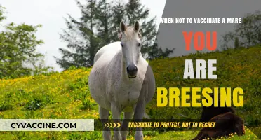 Breeding Mares: Key Situations to Avoid Vaccination for Foal Safety