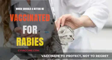 When to Vaccinate Your Kitten Against Rabies: A Complete Guide