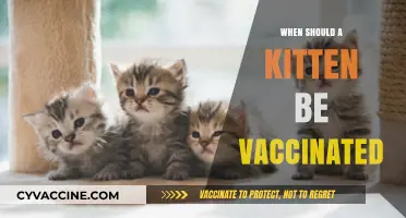 When to Vaccinate Your Kitten: A Complete Guide for Owners