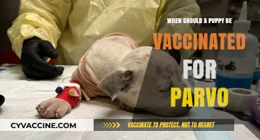 When to Vaccinate Your Puppy Against Parvo: A Complete Guide