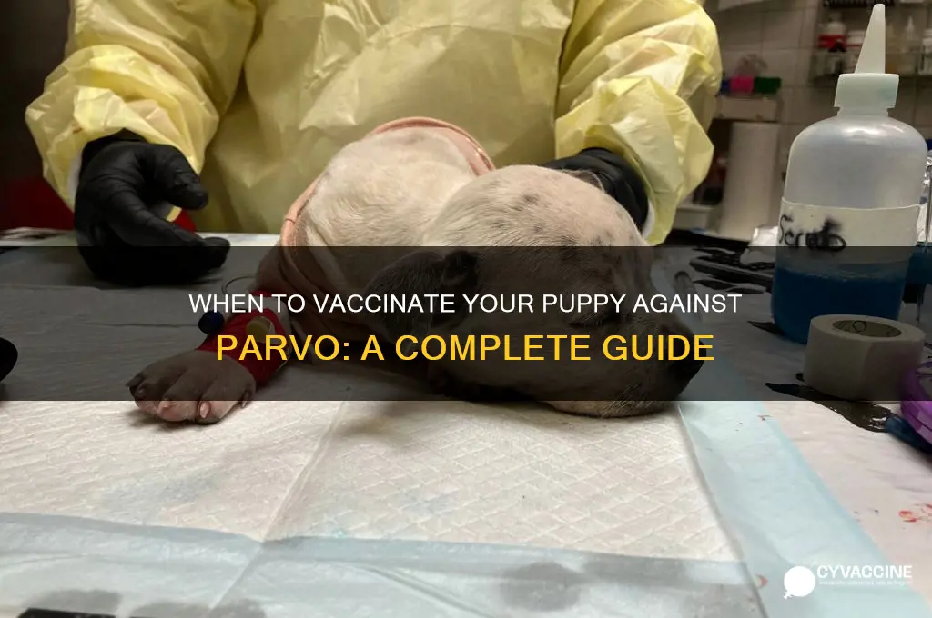when should a puppy be vaccinated for parvo