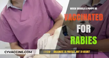 When to Vaccinate Your Puppy Against Rabies: A Complete Guide
