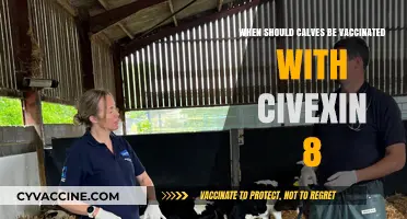 Optimal Timing for Calf Vaccination with Civexin 8: Expert Guidance