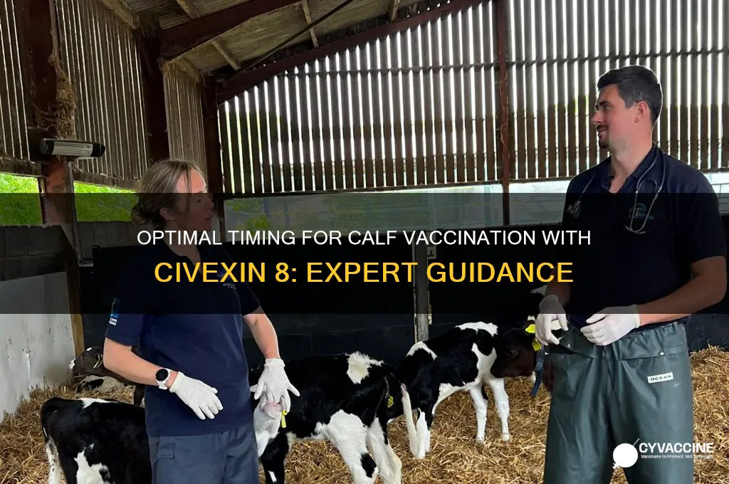 when should calves be vaccinated with civexin 8