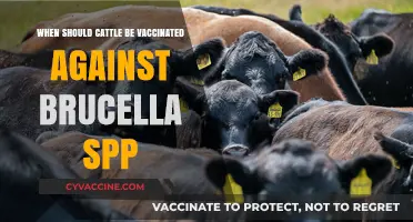Optimal Timing for Cattle Brucella Vaccination: A Comprehensive Guide