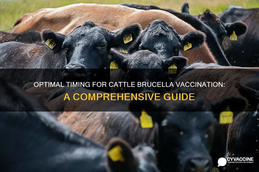 when should cattle be vaccinated against brucella spp