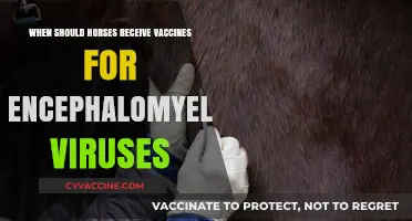 Optimal Timing for Horse Encephalomyelitis Vaccines: Expert Recommendations