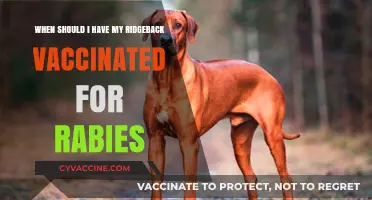 When to Vaccinate Your Rhodesian Ridgeback Against Rabies: A Guide