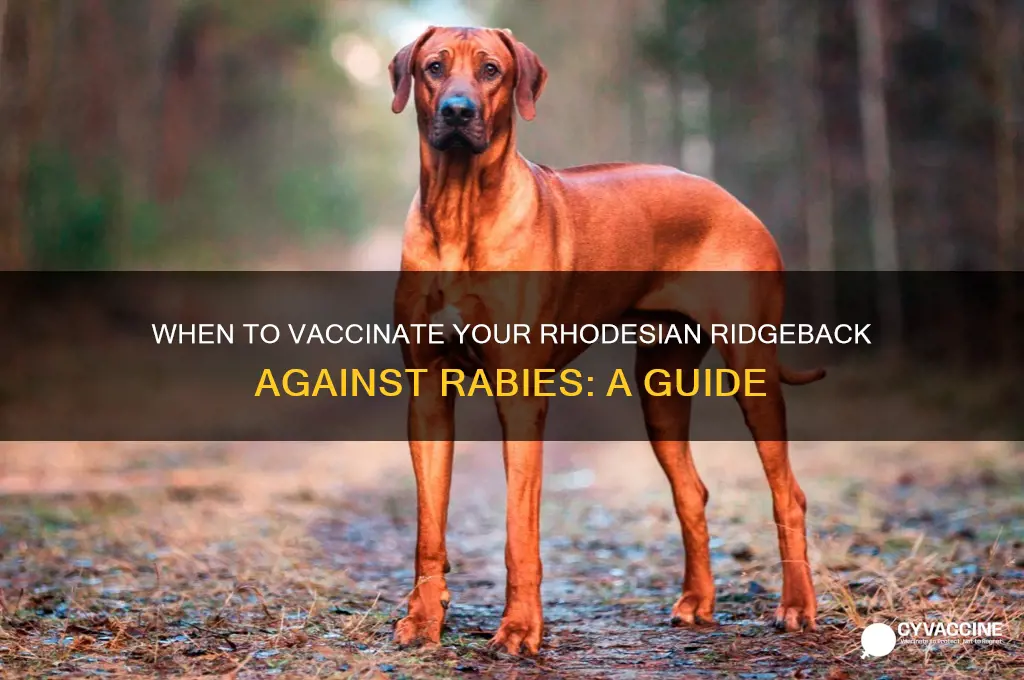 when should i have my ridgeback vaccinated for rabies