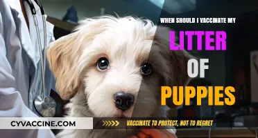 Puppy Vaccination Schedule: When to Protect Your Litter's Health