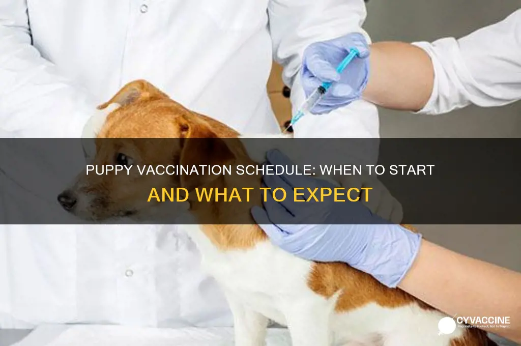 when should i vaccinate my puppy
