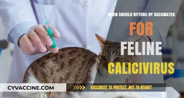 When to Vaccinate Kittens Against Feline Calicivirus: A Guide