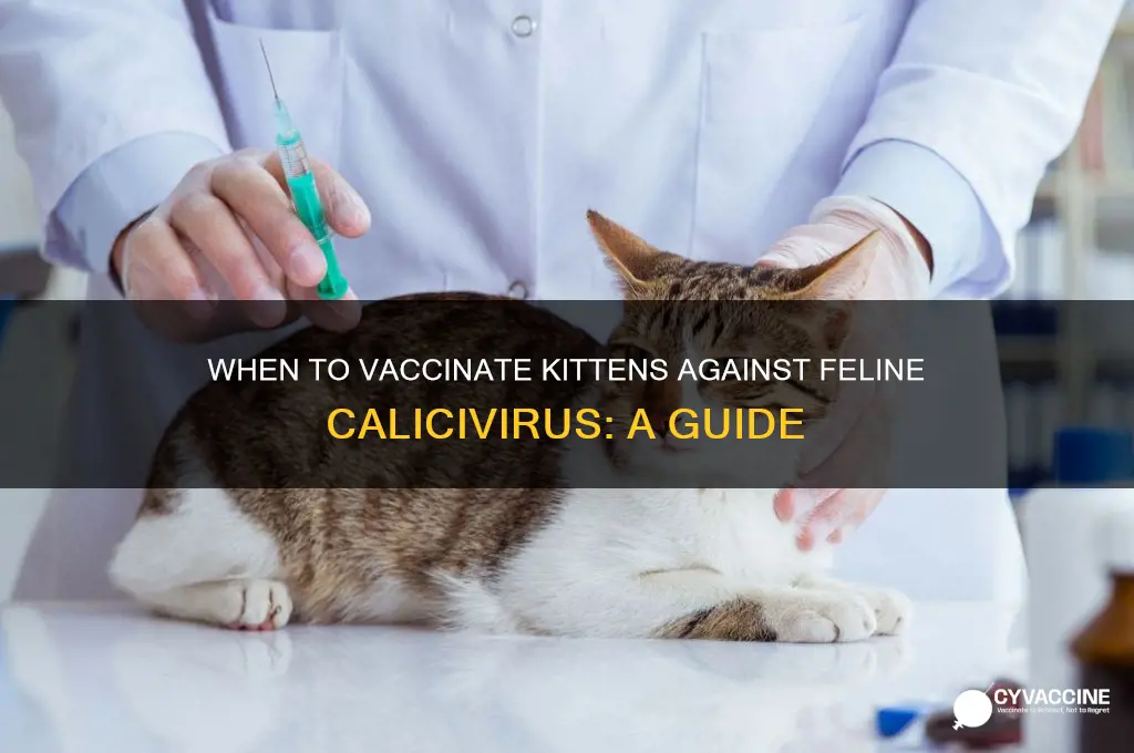 when should kittens by vaccinated for feline calicivirus