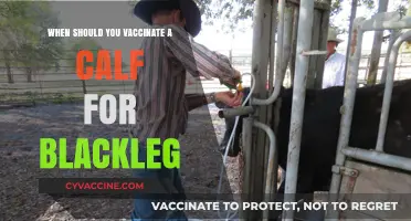 Optimal Timing for Calf Blackleg Vaccination: A Comprehensive Guide