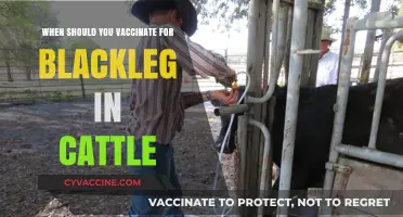 Optimal Timing for Blackleg Vaccination in Cattle: A Guide
