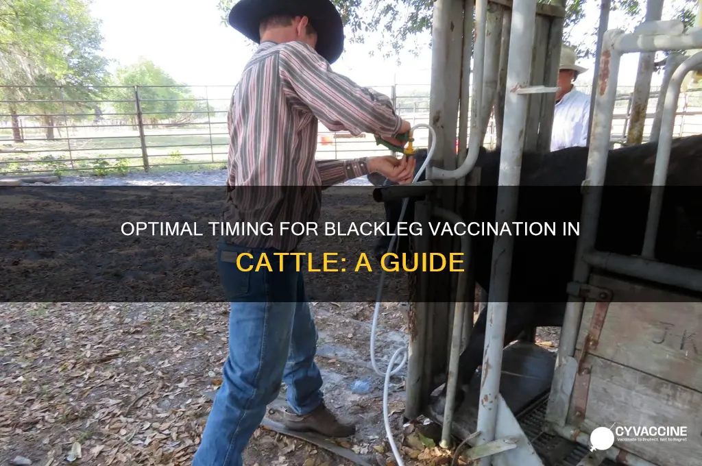 when should you vaccinate for blackleg in cattle