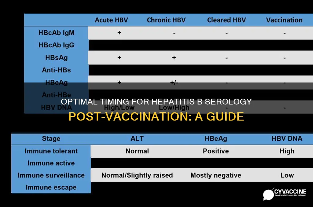 when to check hep b serology after vaccination