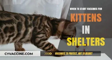 Kitten Vaccination Timeline: Essential Guide for Shelter Caregivers