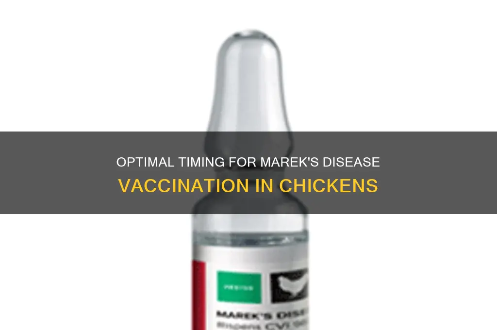 when to vaccinate chickens for marek