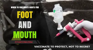 Optimal Timing for Goats' Foot and Mouth Vaccination: A Guide