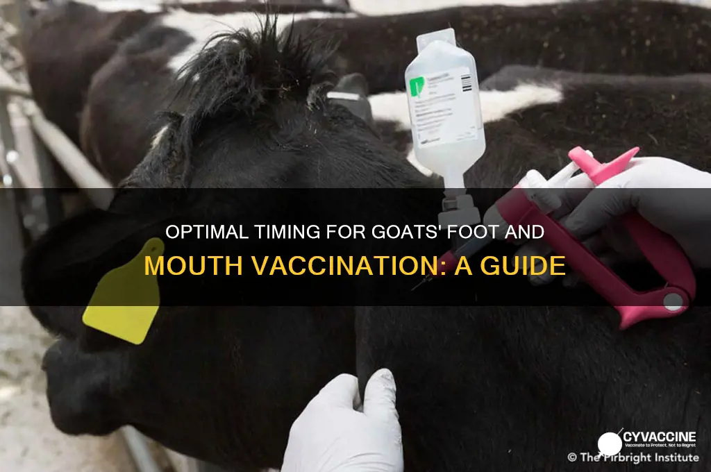 when to vaccinate goats for foot and mouth