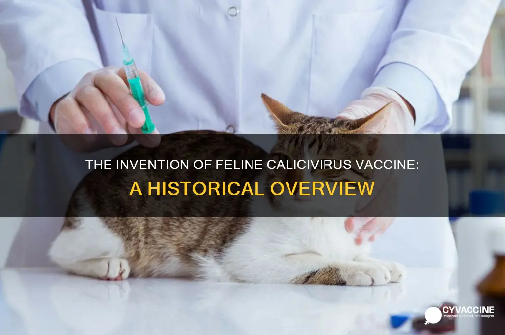 when was the vaccination for feline calicivirus invented