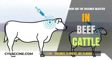 Vaccine Injection Sites in Beef Cattle: Best Practices and Locations