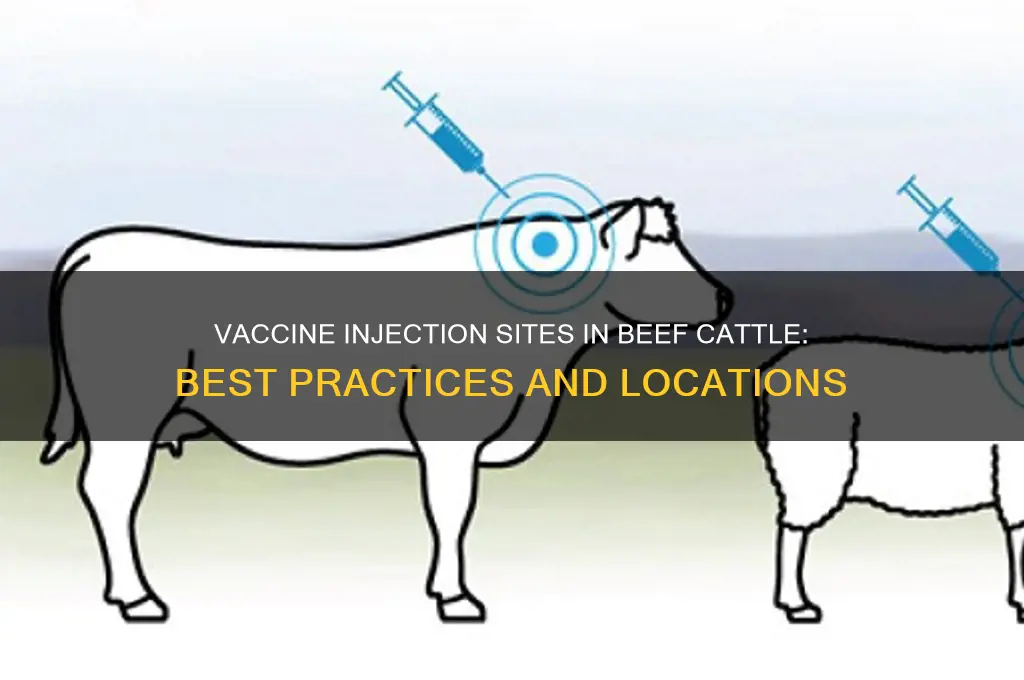 where are the vaccines injected in beef cattle