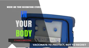 Vaccination Storage: Where Your Body Keeps Immunization Records