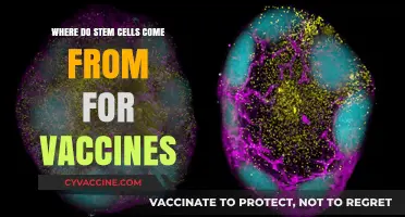 Unveiling the Origins of Stem Cells in Vaccine Development