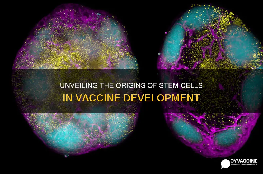 where do stem cells come from for vaccines
