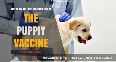 Where Do Vets Inject Puppy Vaccines? A Quick Guide