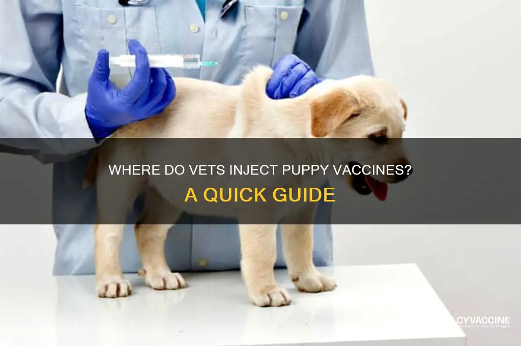 where do the veterinarian inject the puppiy vaccine