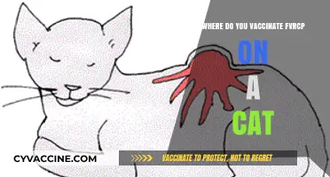 FVRCP Vaccination for Cats: Optimal Injection Site Guide