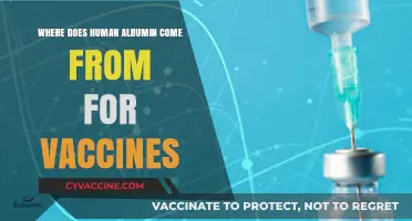 Human Albumin in Vaccines: Origins and Essential Role Explained