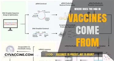 Unveiling the Origin: Where Does the RNA in Vaccines Come From?