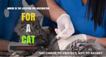 Finding the Right Location for Your Cat's Vaccination: A Guide