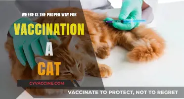 Proper Cat Vaccination Techniques: A Comprehensive Guide for Pet Owners