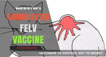 Best Spot for Administering the FeLV Vaccine on Your Cat
