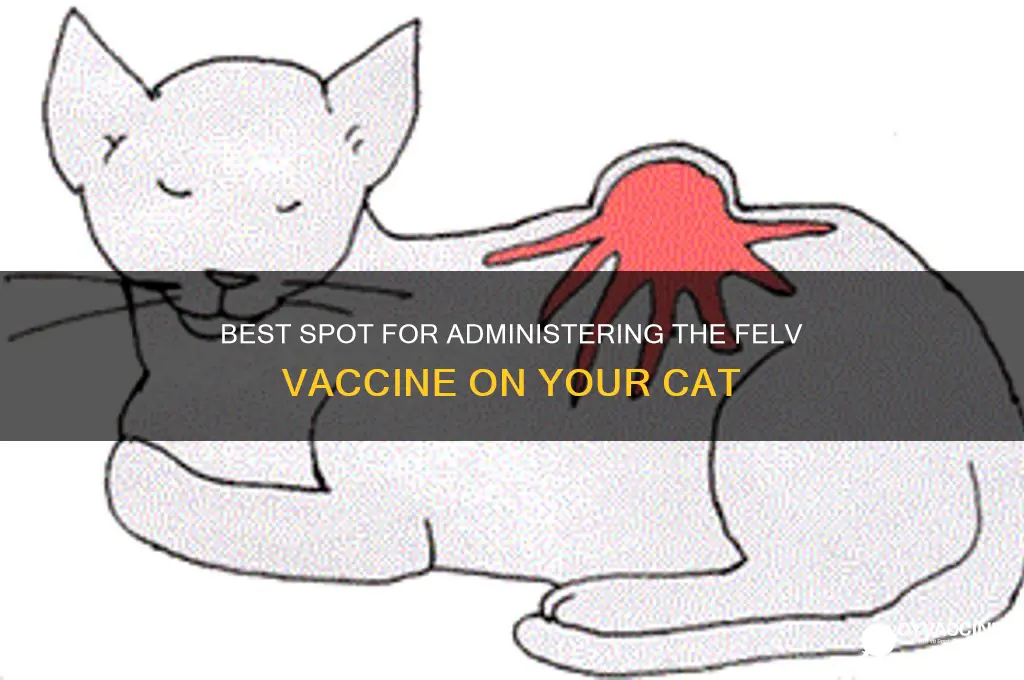 where on cat