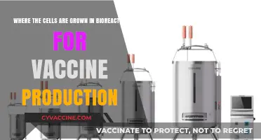 Bioreactor Cell Cultivation: Revolutionizing Vaccine Production Techniques and Processes