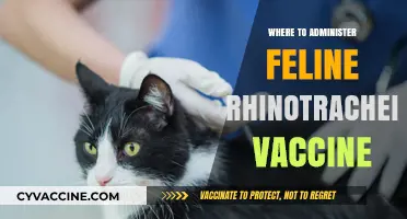 Best Locations for Administering Feline Rhinotracheitis-Calici-Panleukopenia Vaccine