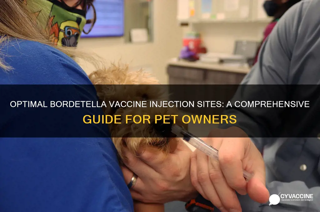 where to inject bordetella vaccine on the body