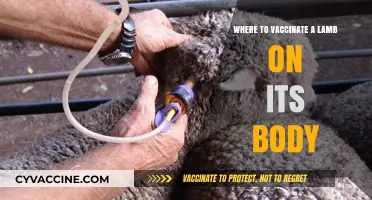 Best Lamb Vaccination Sites: Safe and Effective Injection Locations