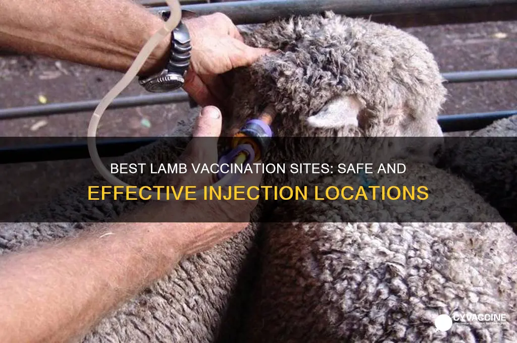 where to vaccinate a lamb on its body