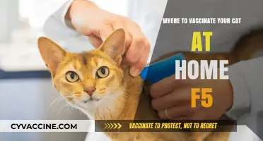 Home Cat Vaccination: Safe and Convenient Options for Your Feline