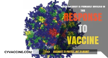 Key Antibody Role in Vaccine Response: Unveiling the Primary Defender
